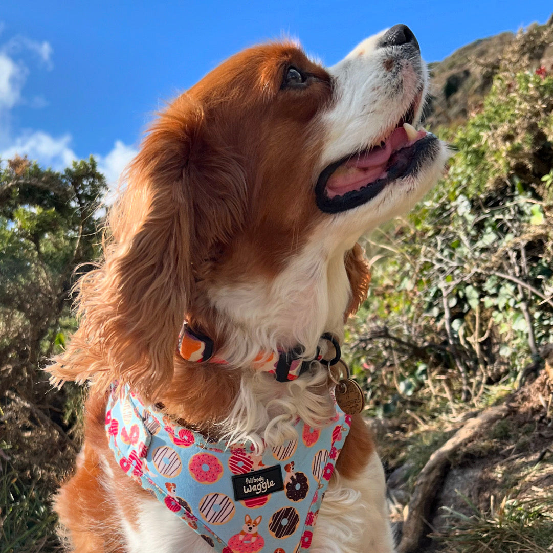Doughnut Pups - adjustable harness