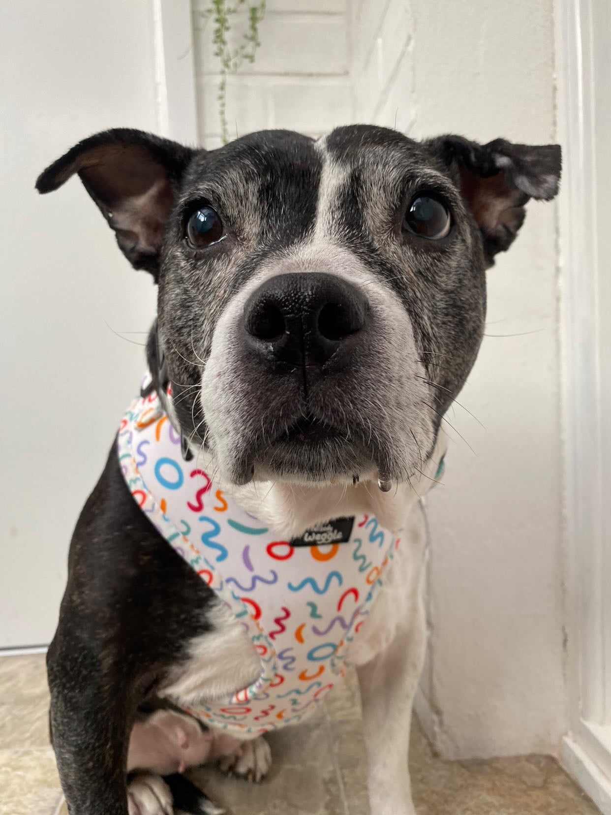 Wags and Wiggles - Adjustable Harness
