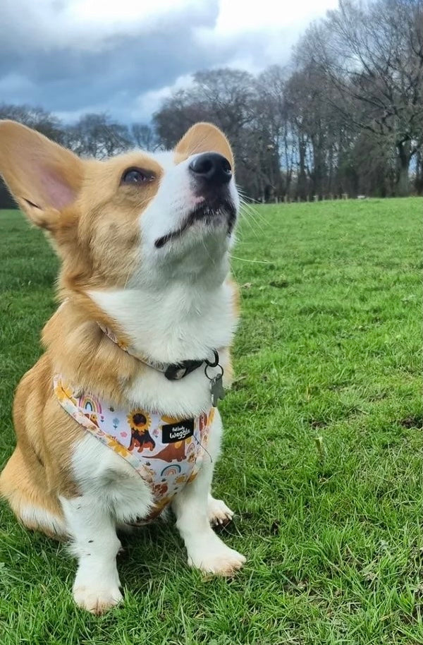 Flower Pups Collar