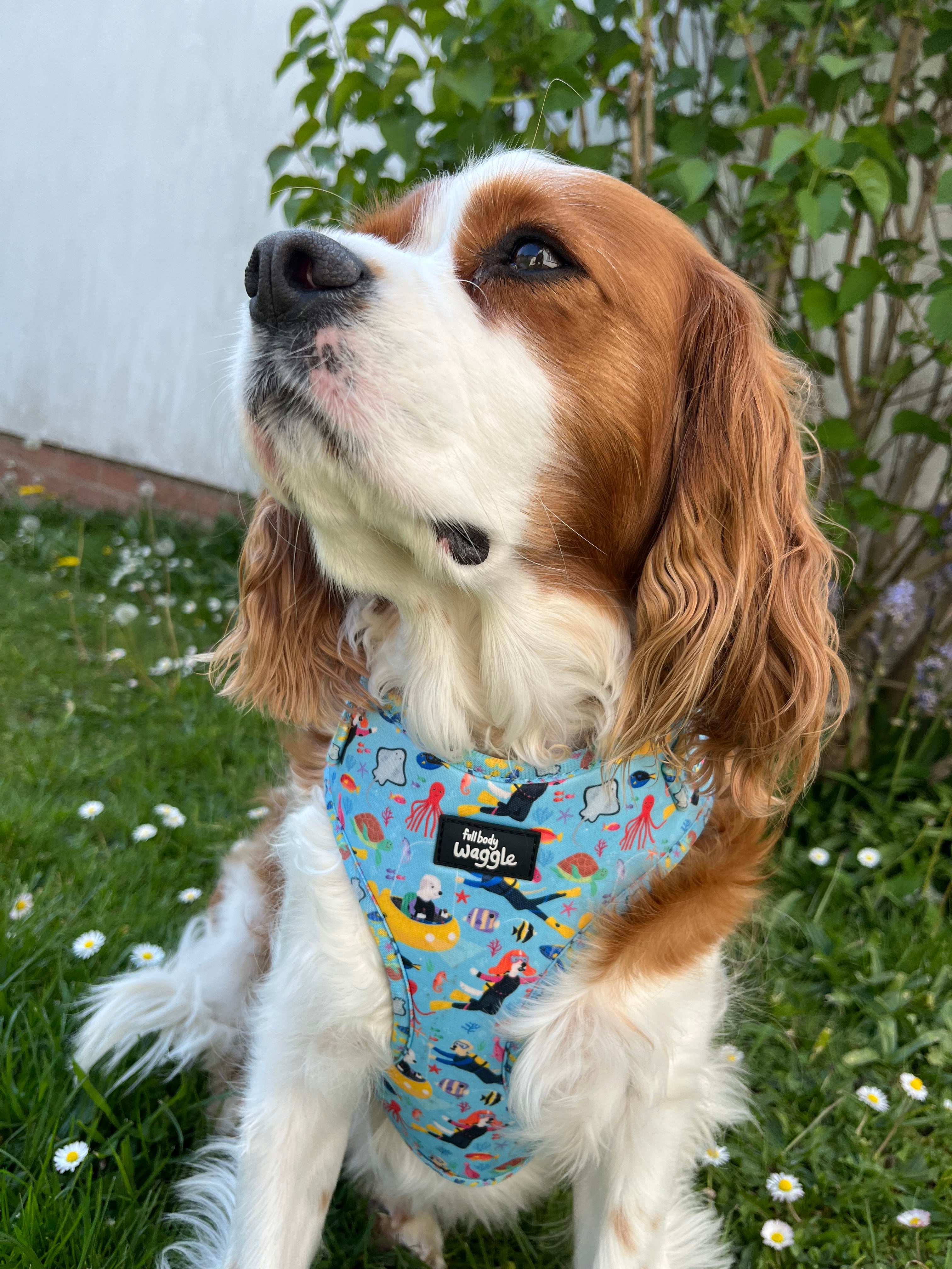 Dogs under the sea - adjustable harness