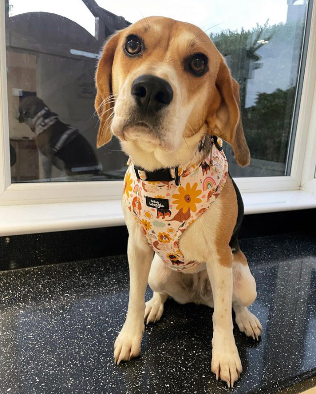 Flower Pups Collar