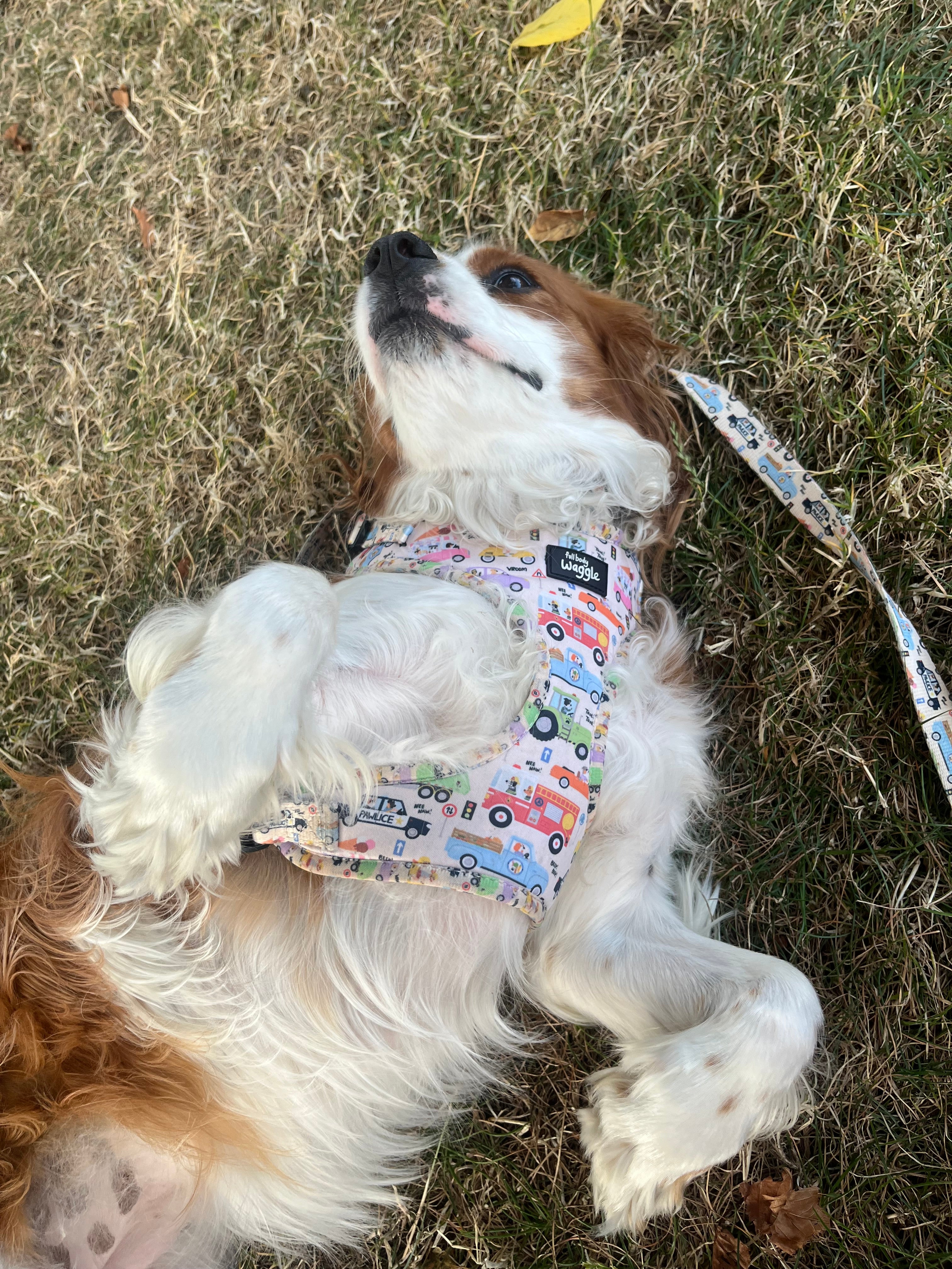Dogs on the Road - adjustable harness
