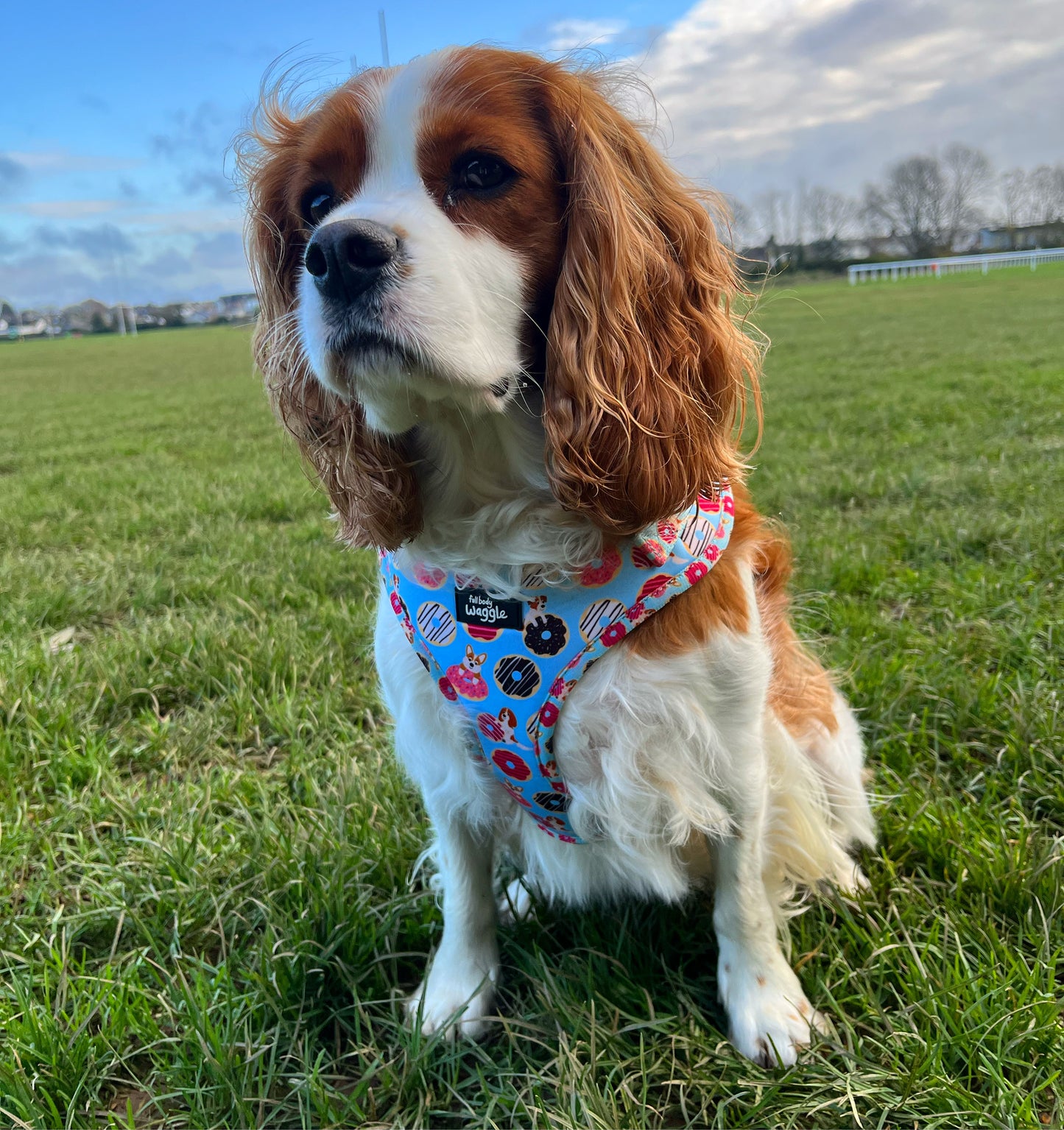 Doughnut Pups - adjustable harness