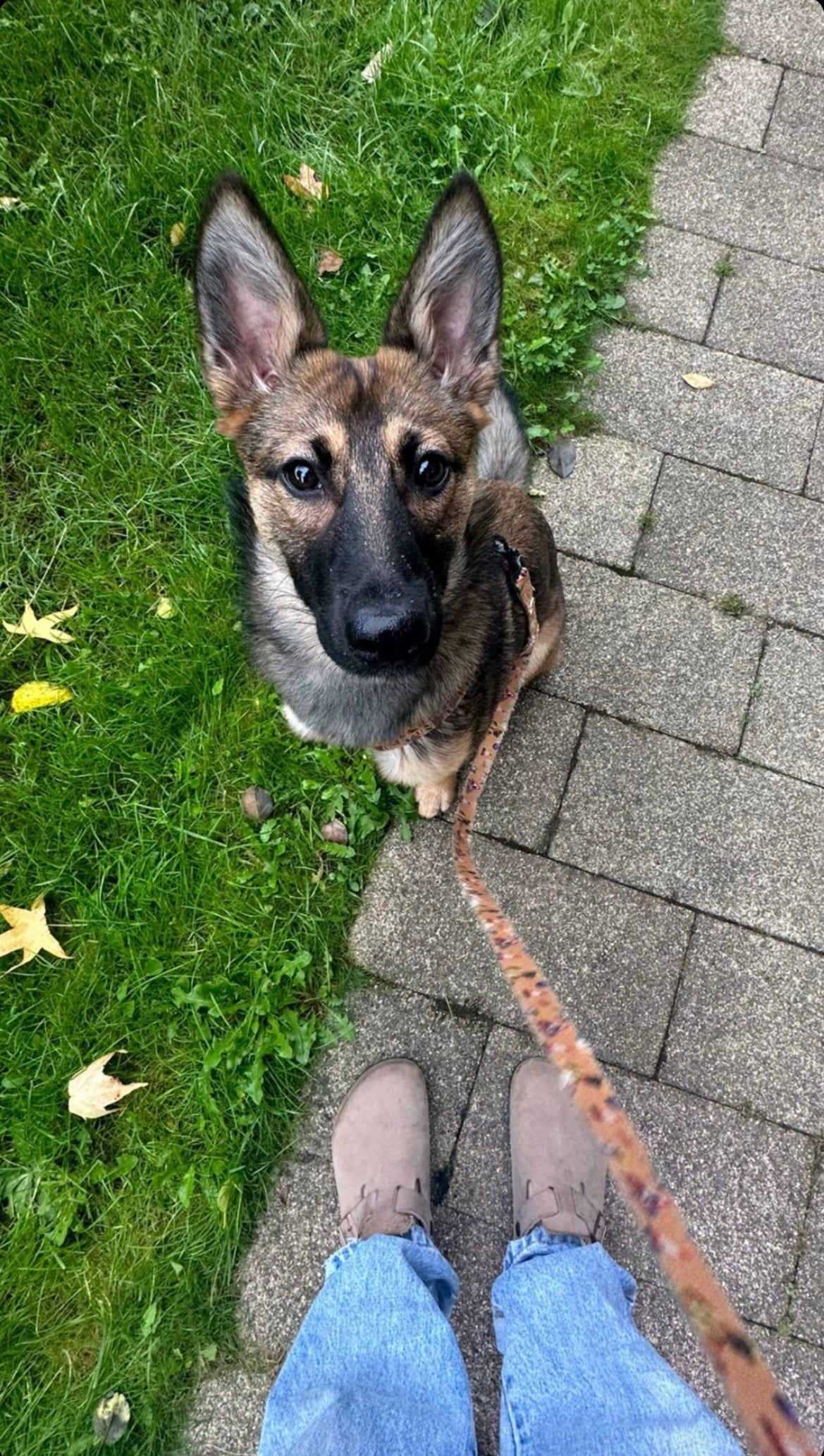 Dogs at Work - Adjustable harness and lead