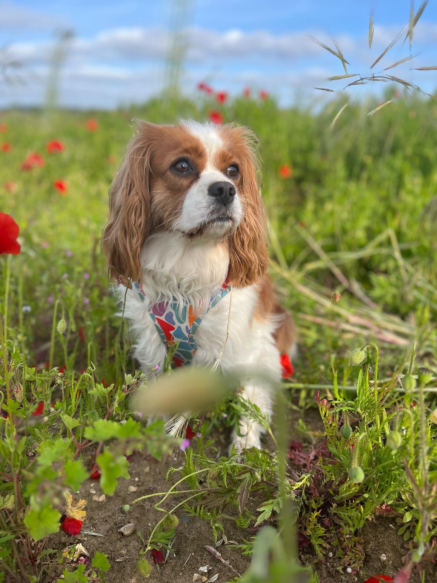 On the Bright Side - Adjustable harness