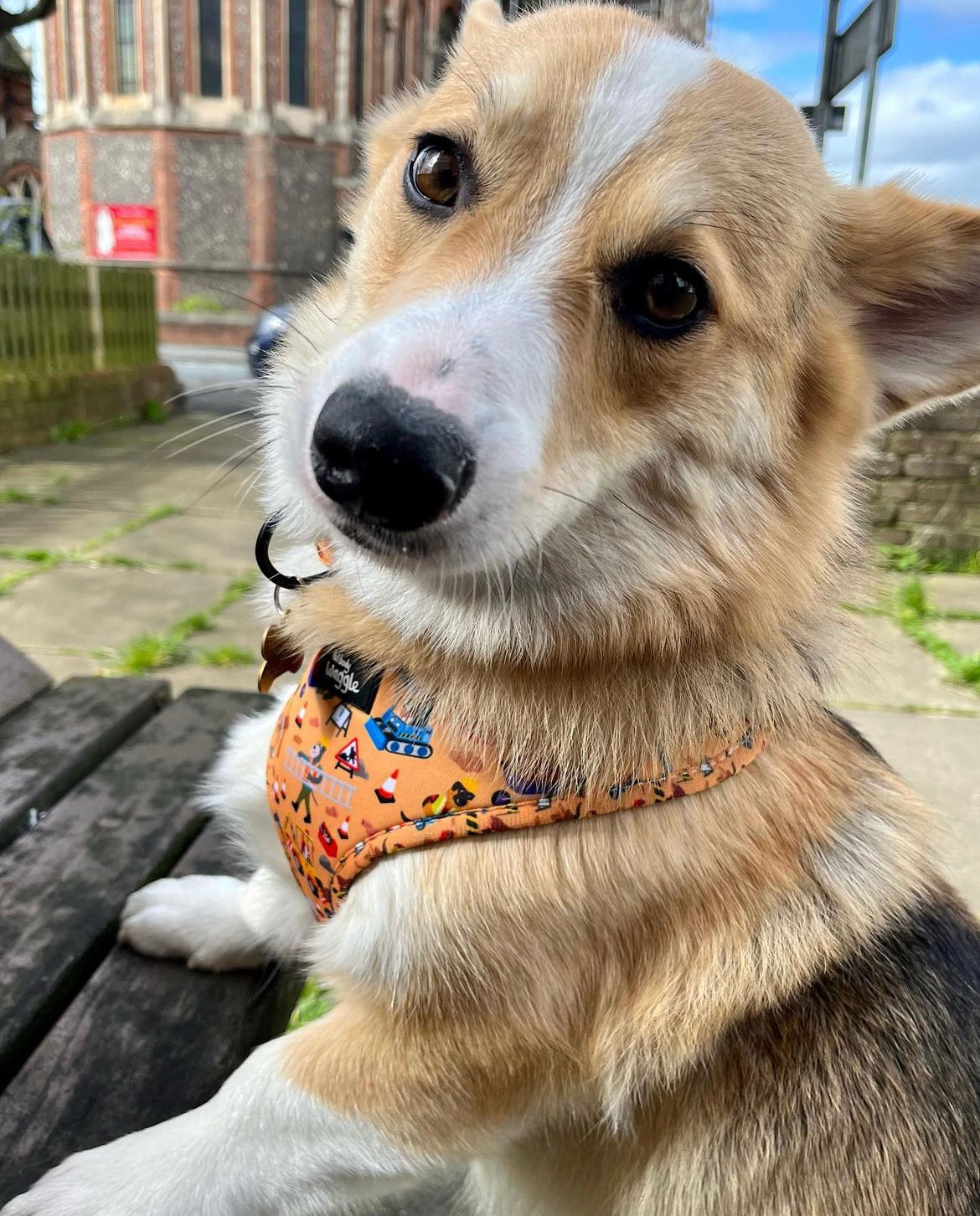 Dogs at Work - Full harness set