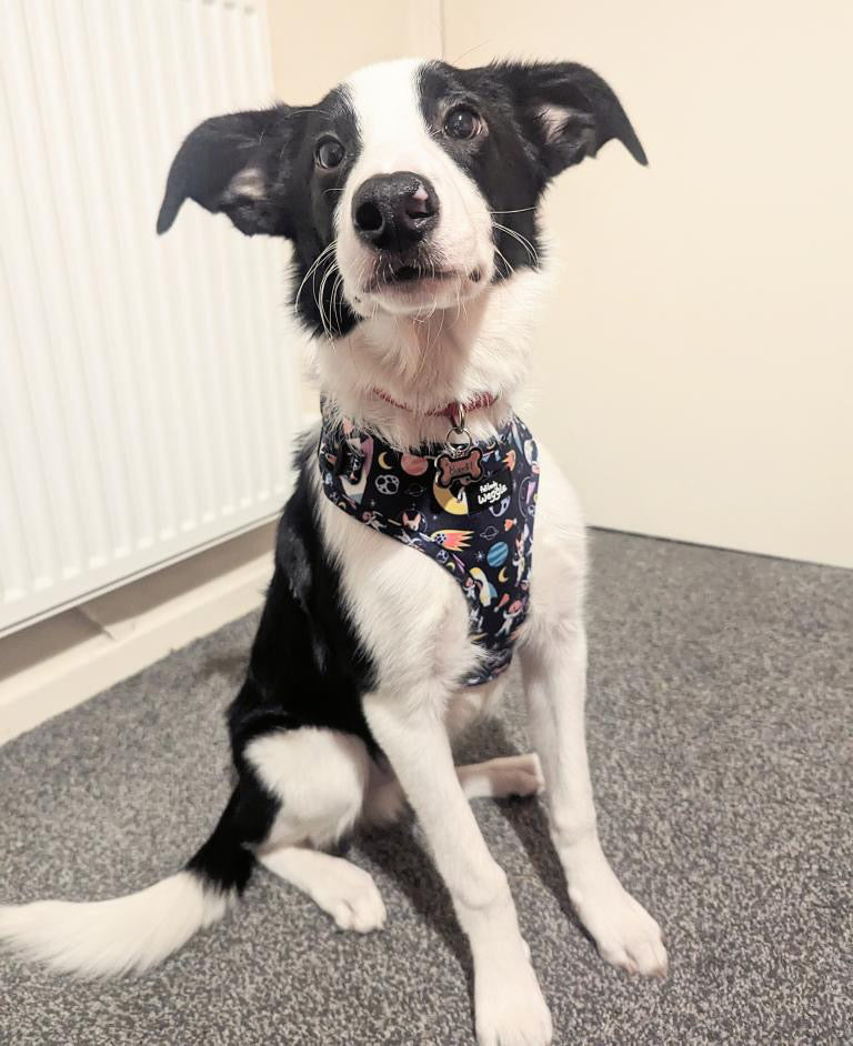 Space Pups - Adjustable Harness