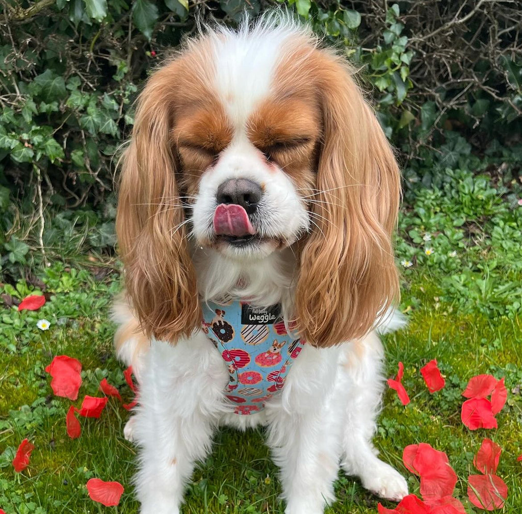 Doughnut Pups - adjustable harness