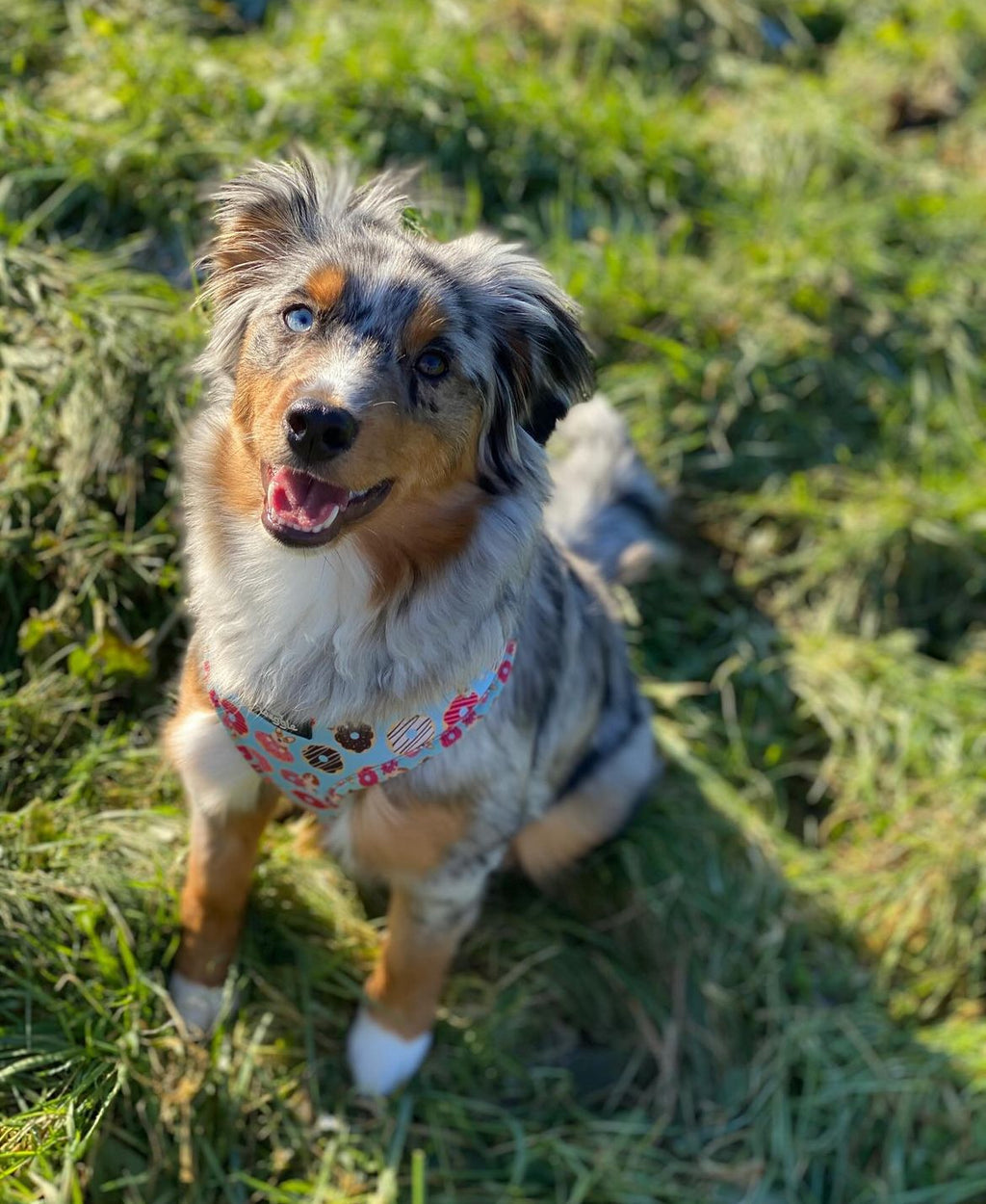 Doughnut Pups - adjustable harness