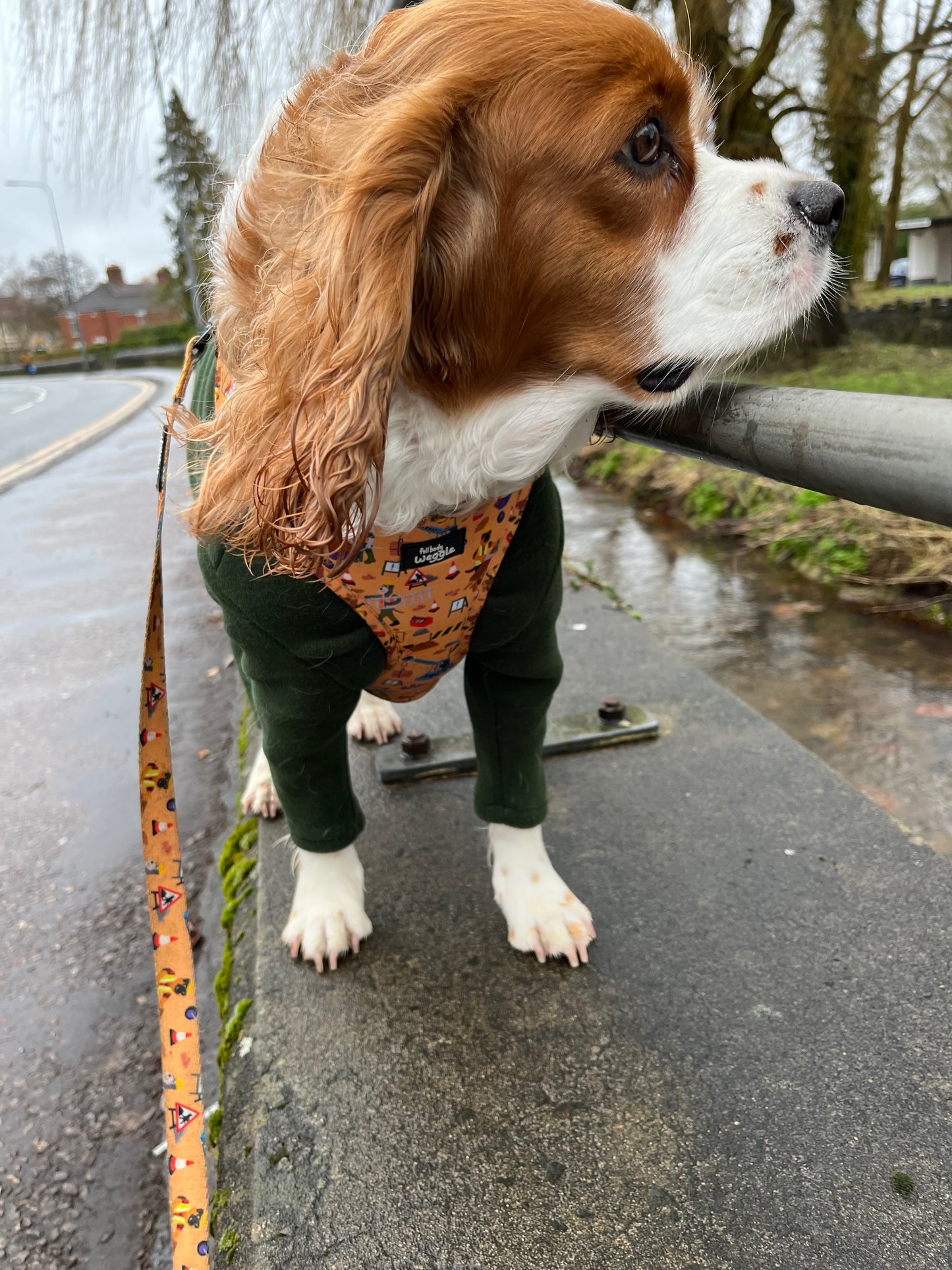 Dogs at Work - Adjustable harness and lead