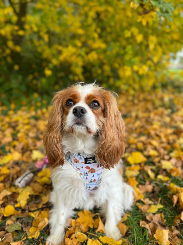Winter Pups - adjustable harness