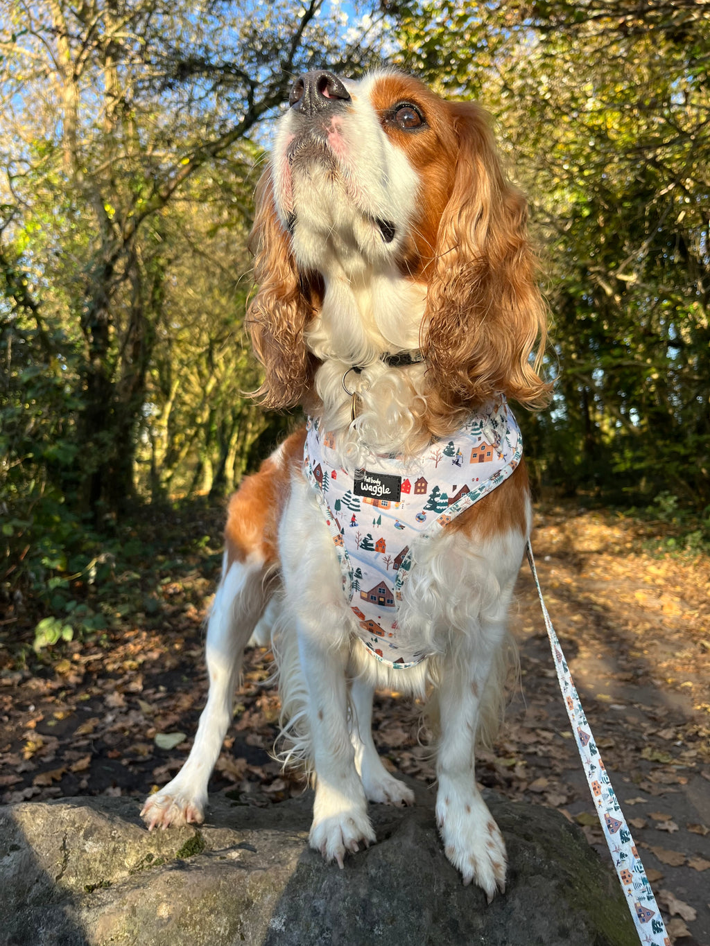 Winter Pups - adjustable harness