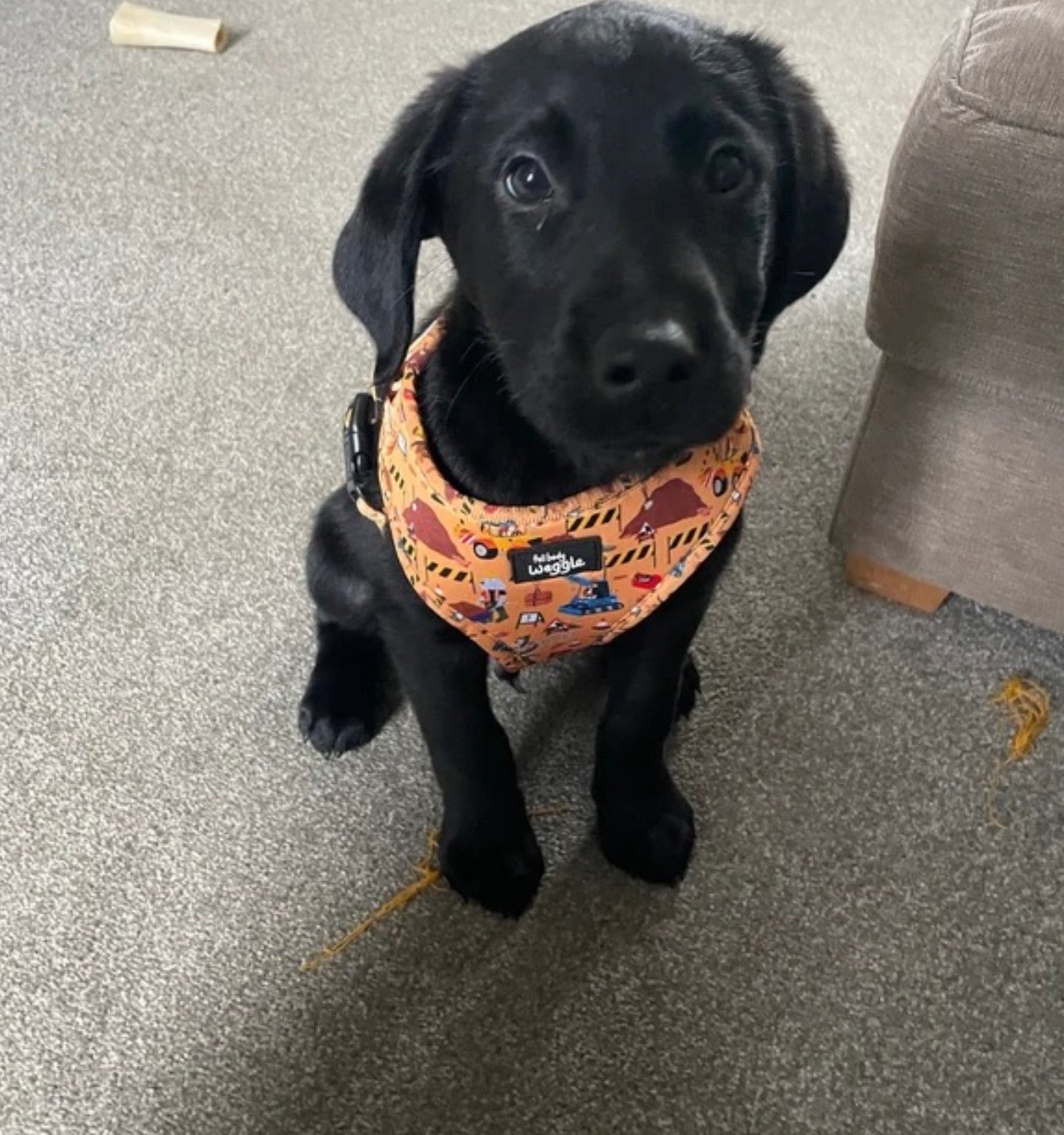 Dogs at Work - adjustable harness