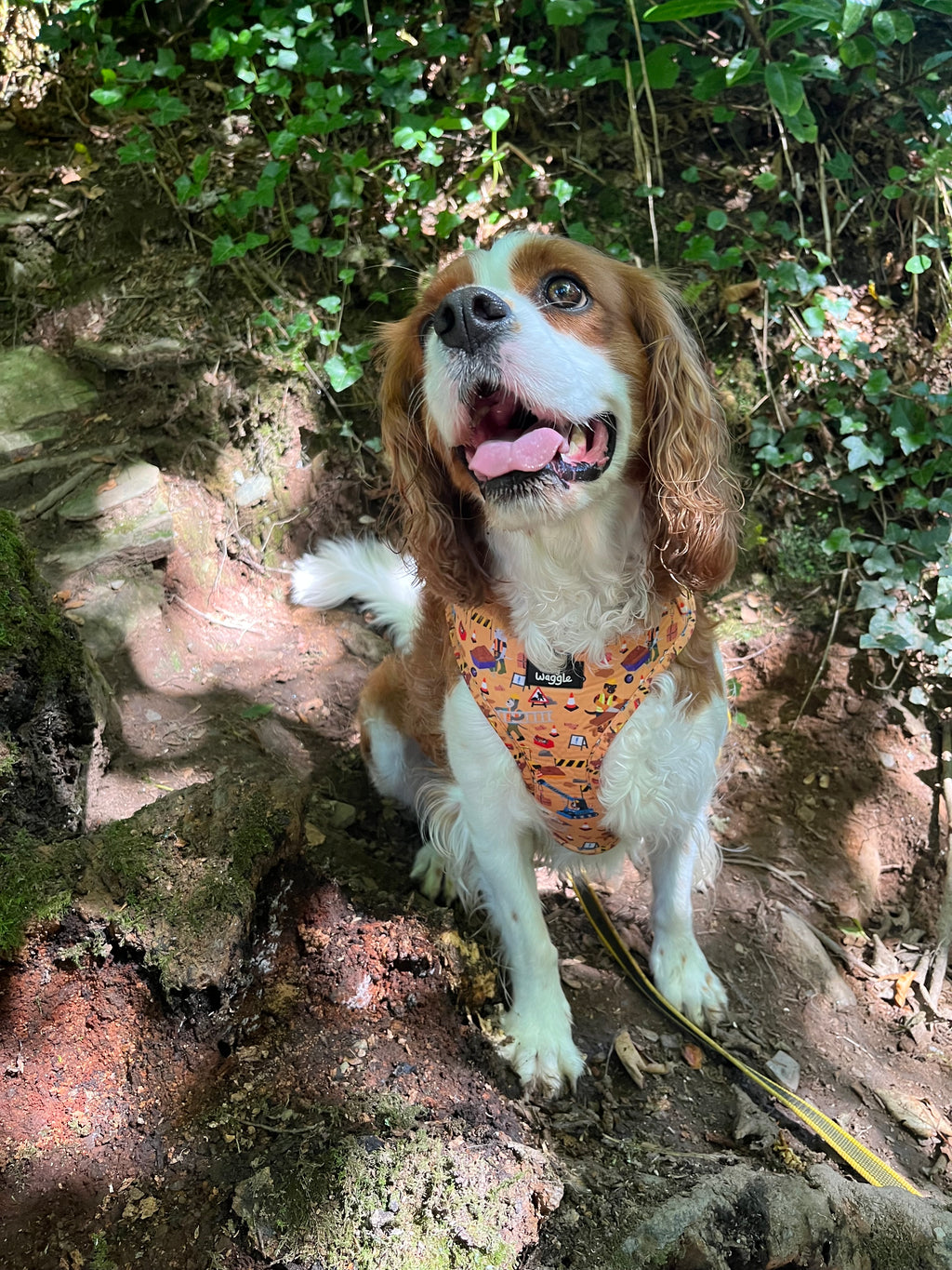 Dogs at Work - Full harness set