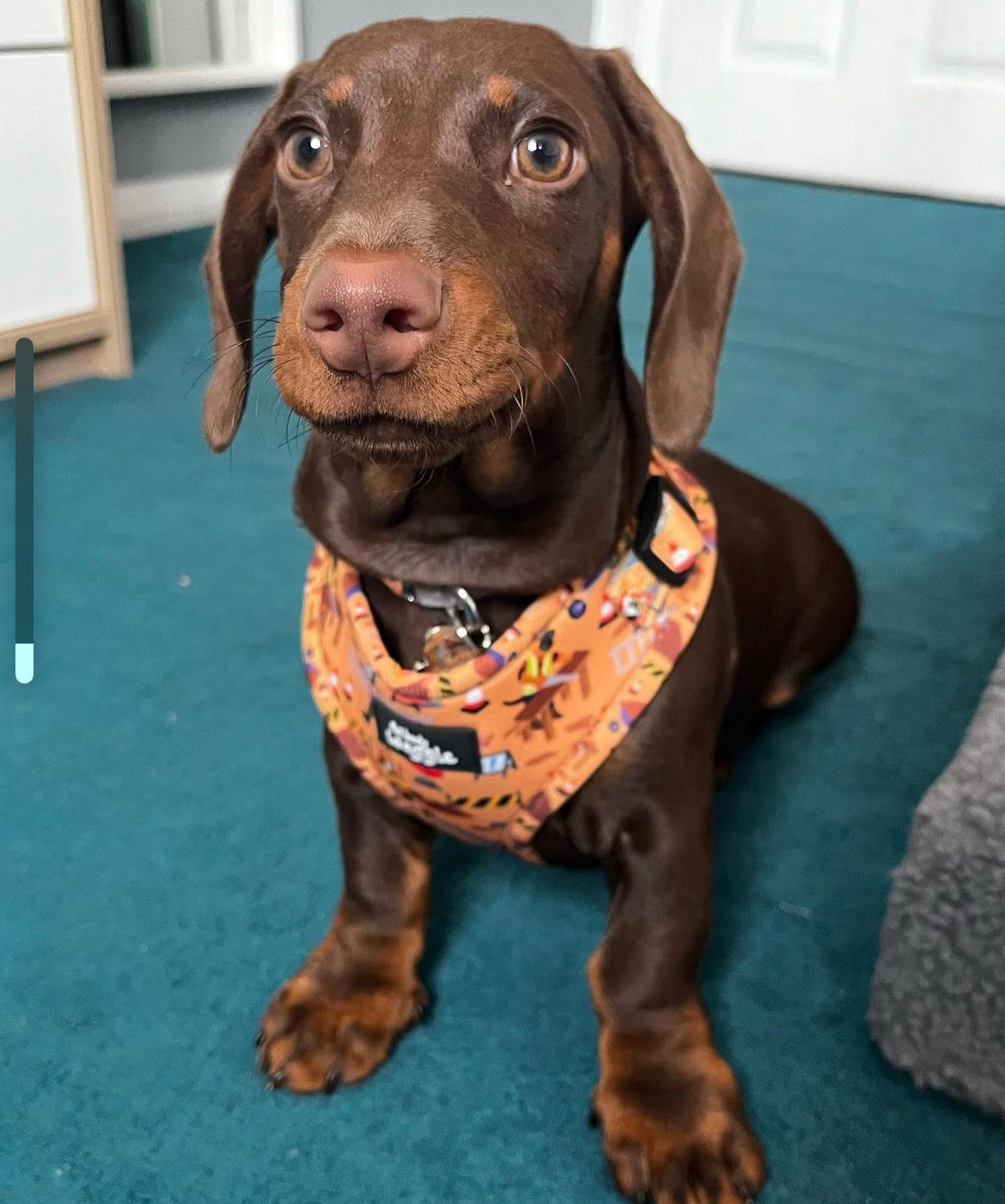 Dogs at Work - Adjustable harness and lead