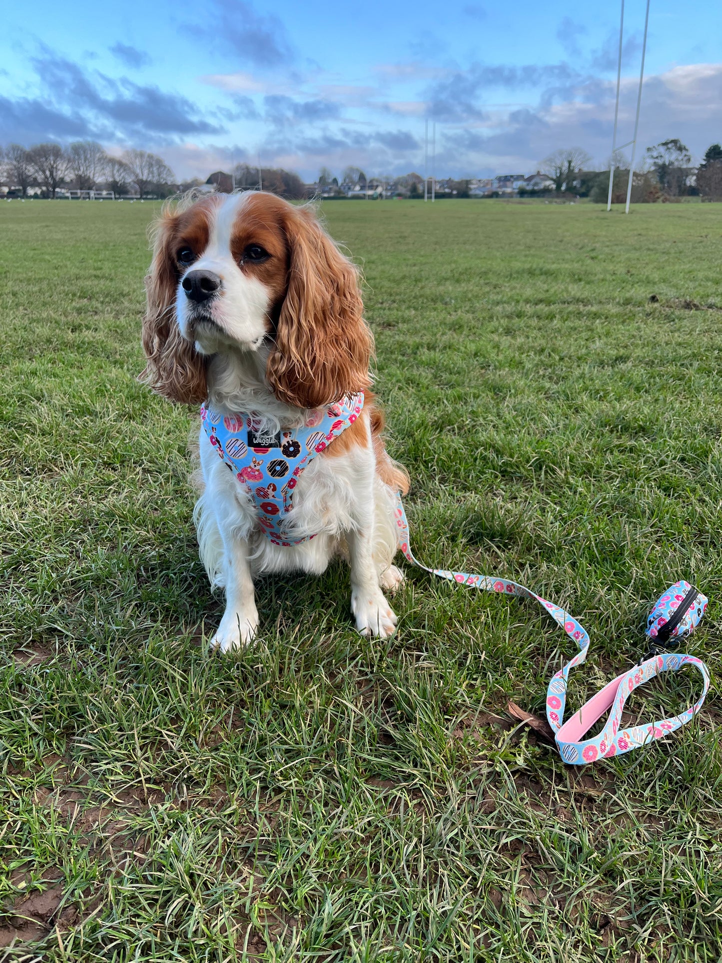 Doughnut Pups - Adjustable harness and lead