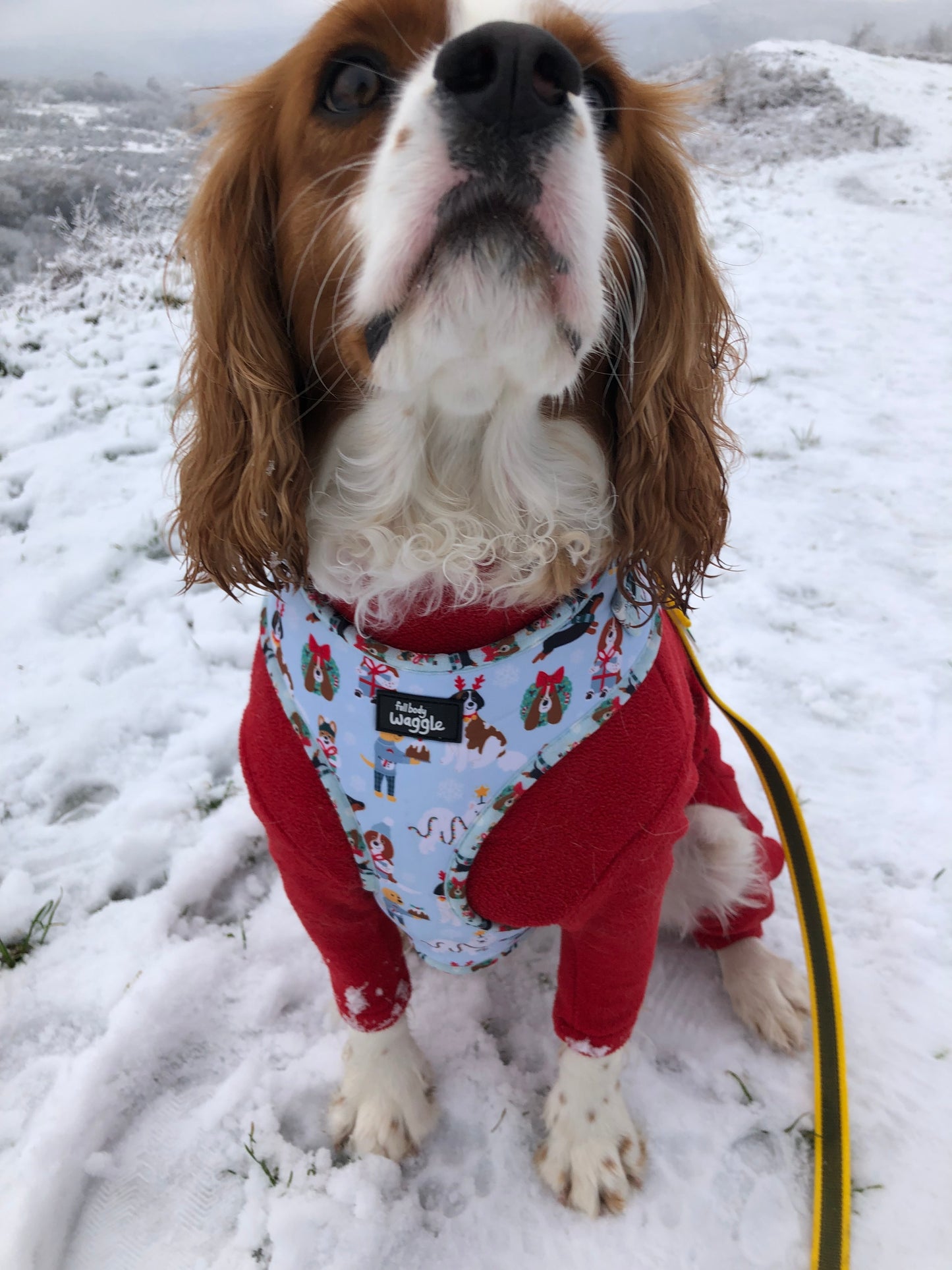 Christmas Pups - Adjustable harness and lead