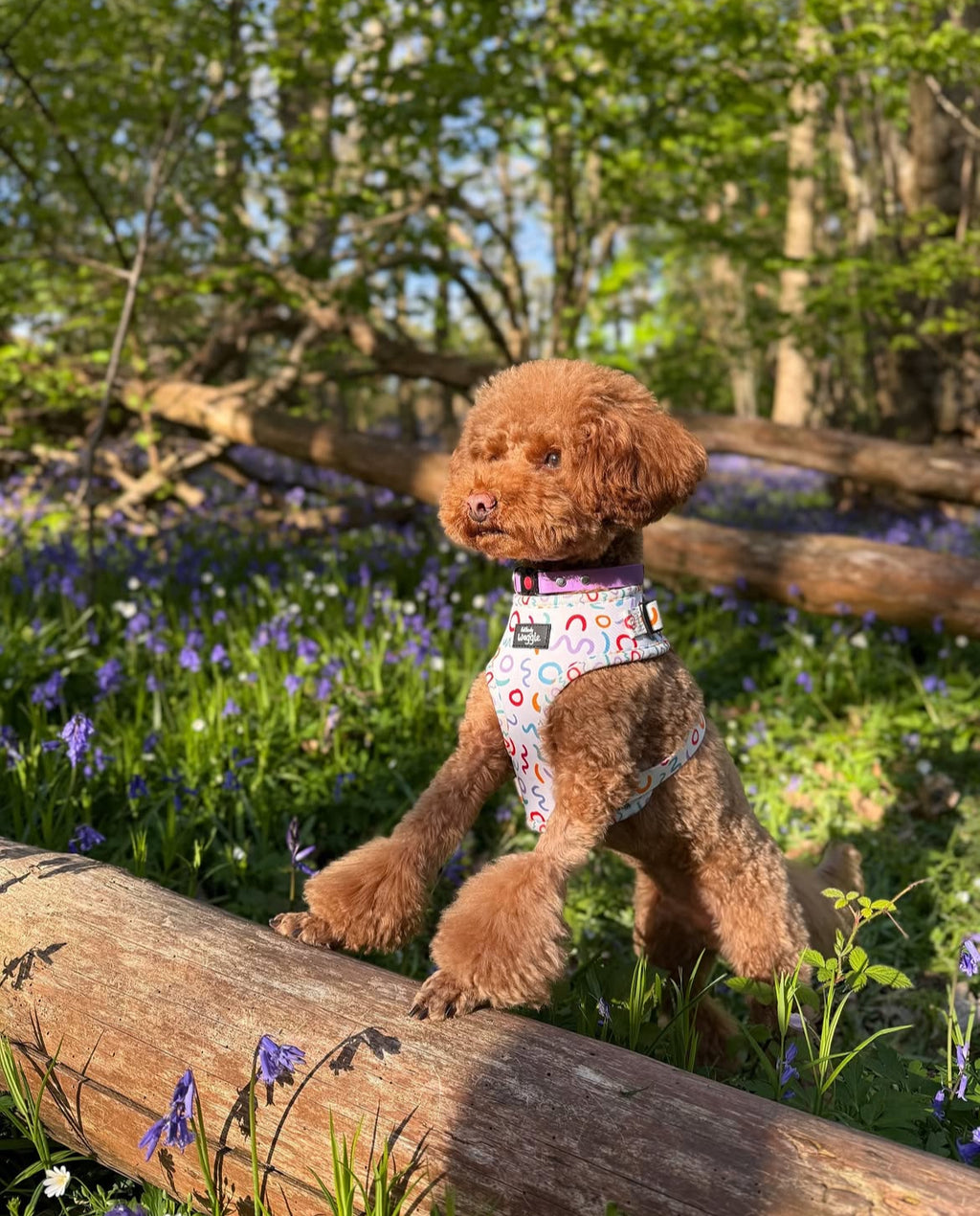 Wags and Wiggles  - Adjustable Harness