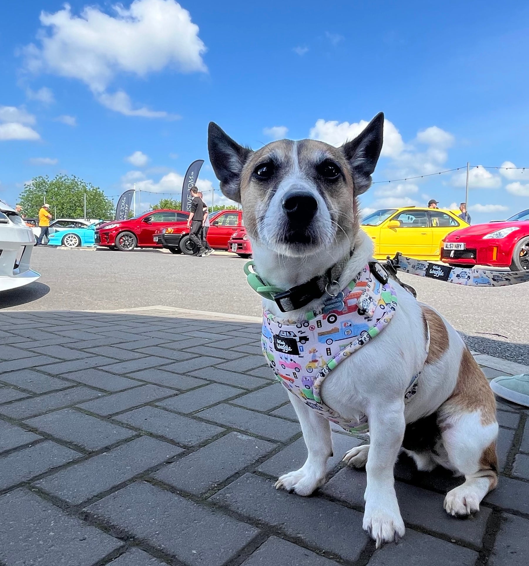 Dogs on the Road - Adjustable harness and lead