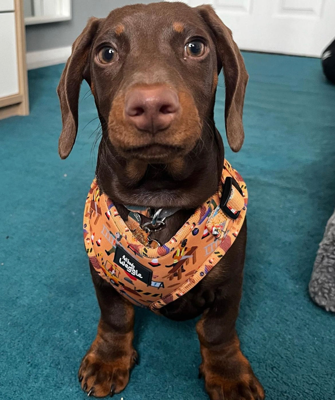 Dogs at Work - Full harness set