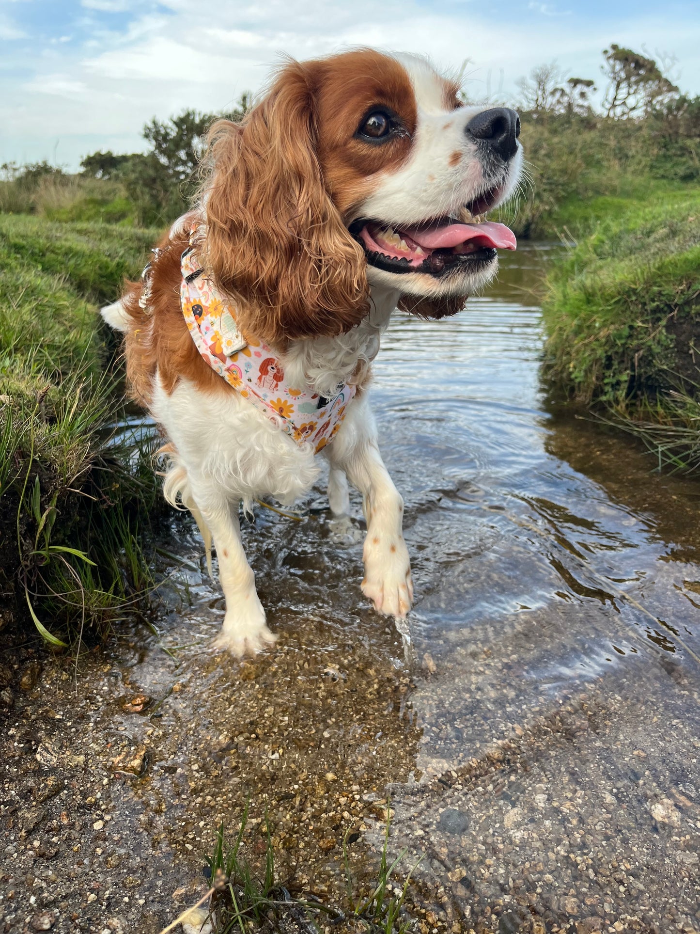 Flower Pups - Adjustable Harness