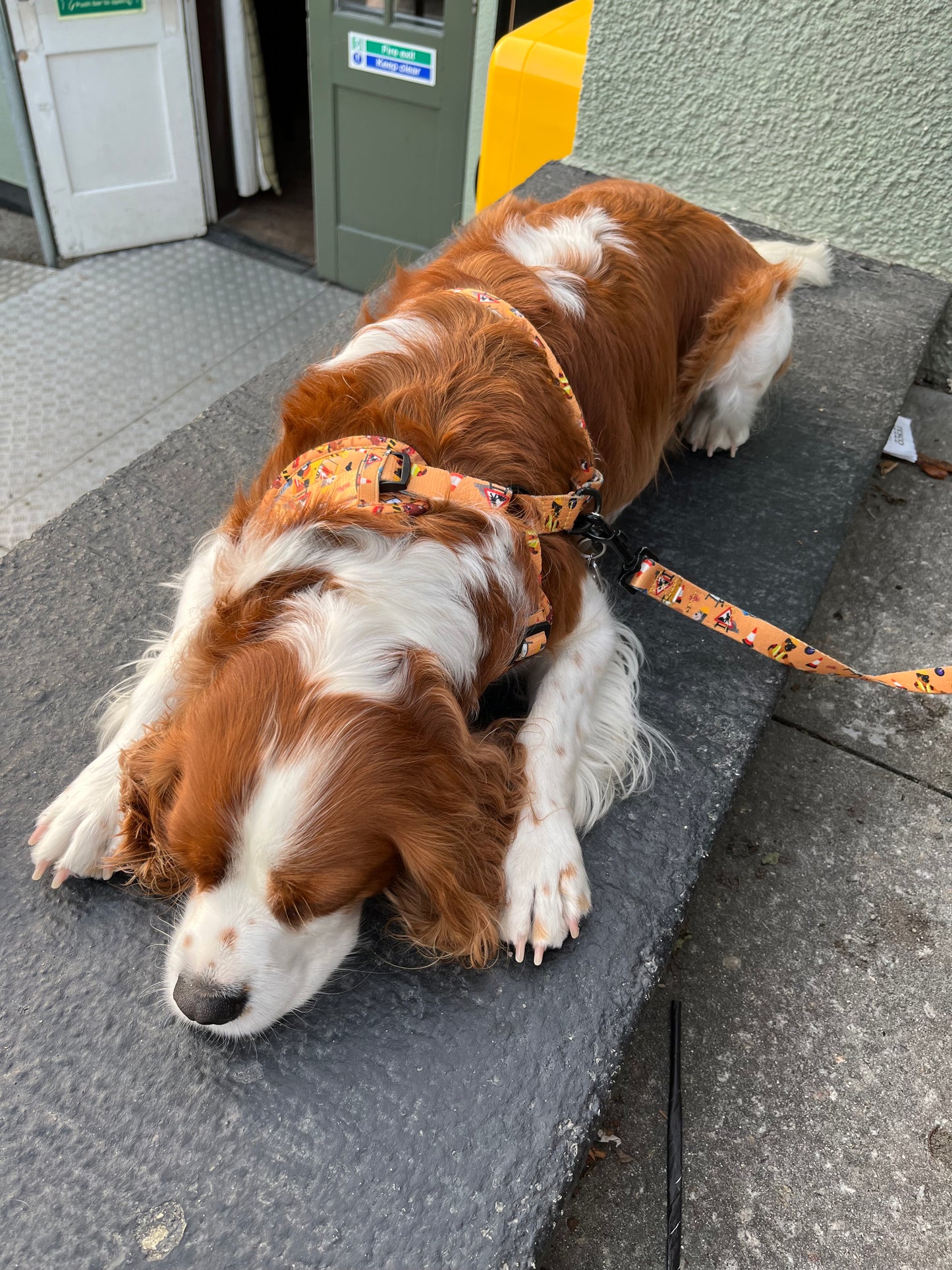 Dogs at Work - Adjustable harness and lead