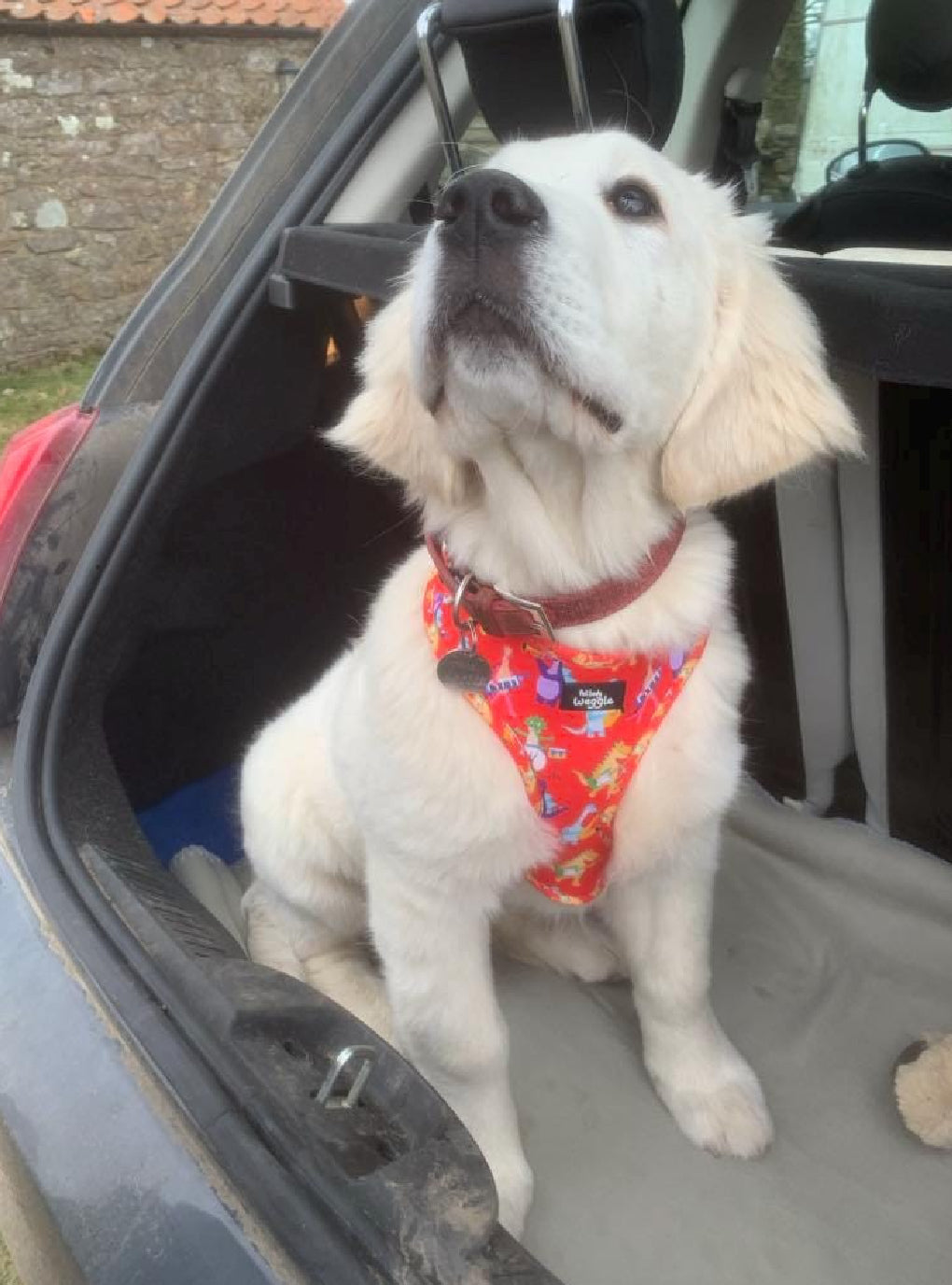 Rockasaurus - Adjustable Harness