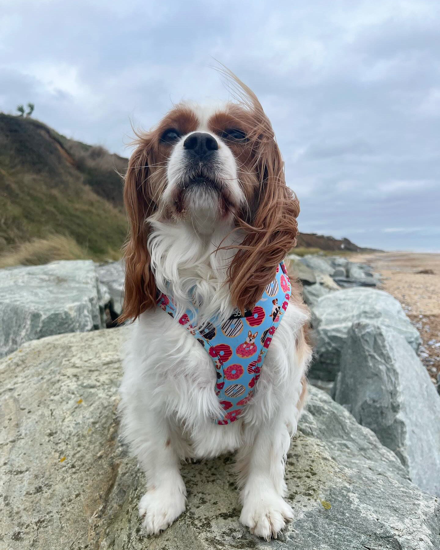 Doughnut Pups - adjustable harness