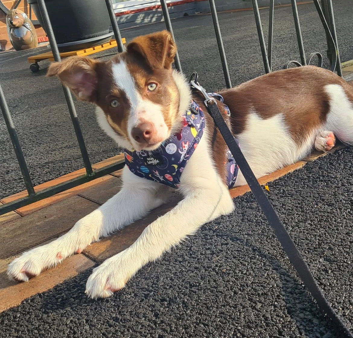 Space Pups - Adjustable Harness