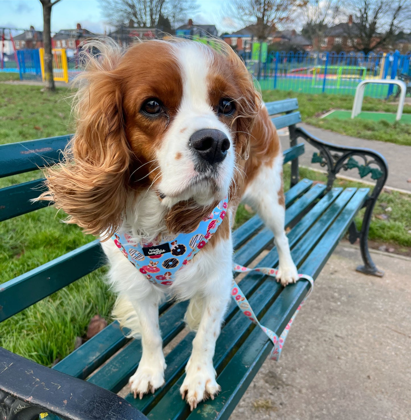 Doughnut Pups - Adjustable harness and lead