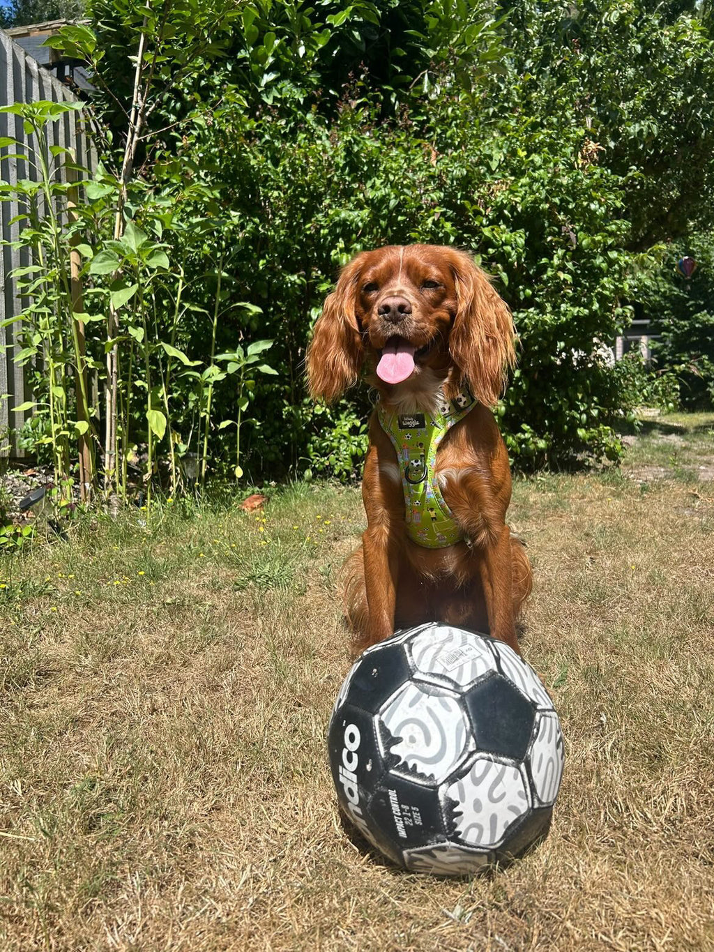 Football Pups - Adjustable Tough-Style Harness