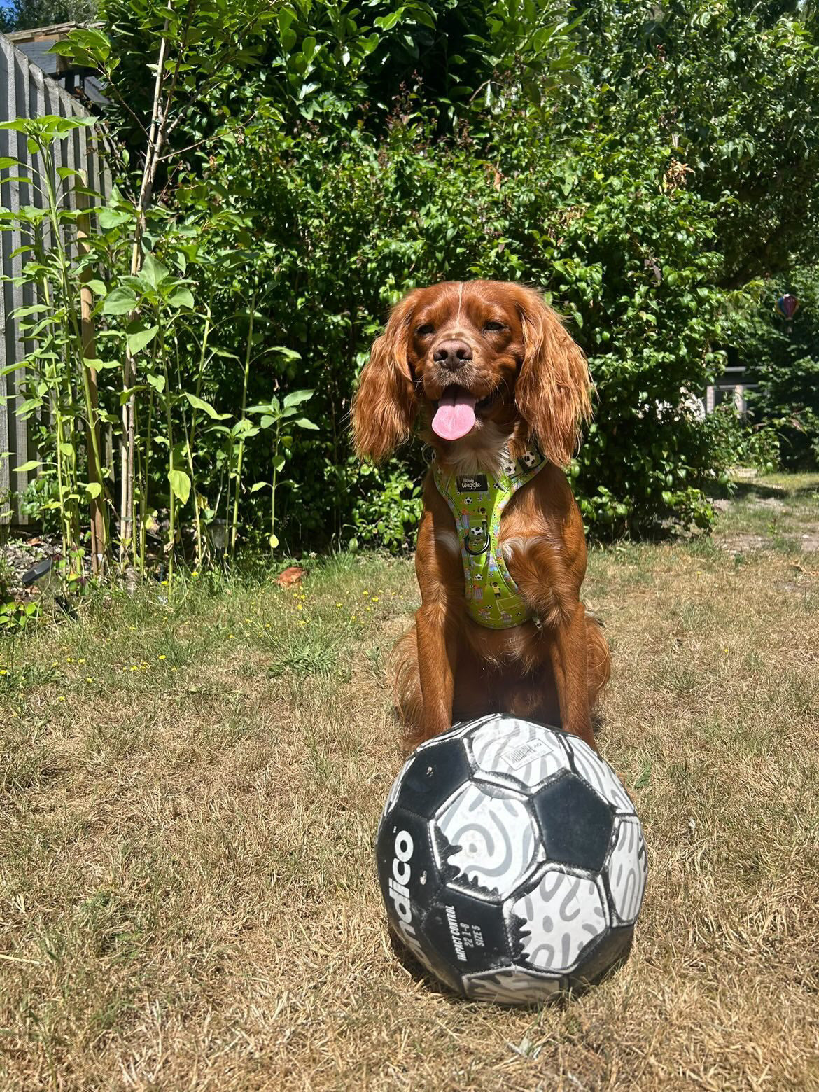 Football Pups - Adjustable Tough-Style Harness