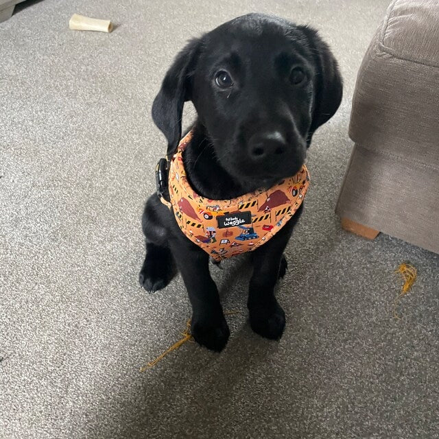 Dogs at Work - Adjustable harness and lead