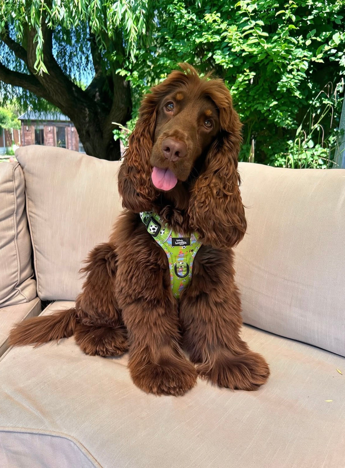Football Pups - Adjustable Tough-Style Harness