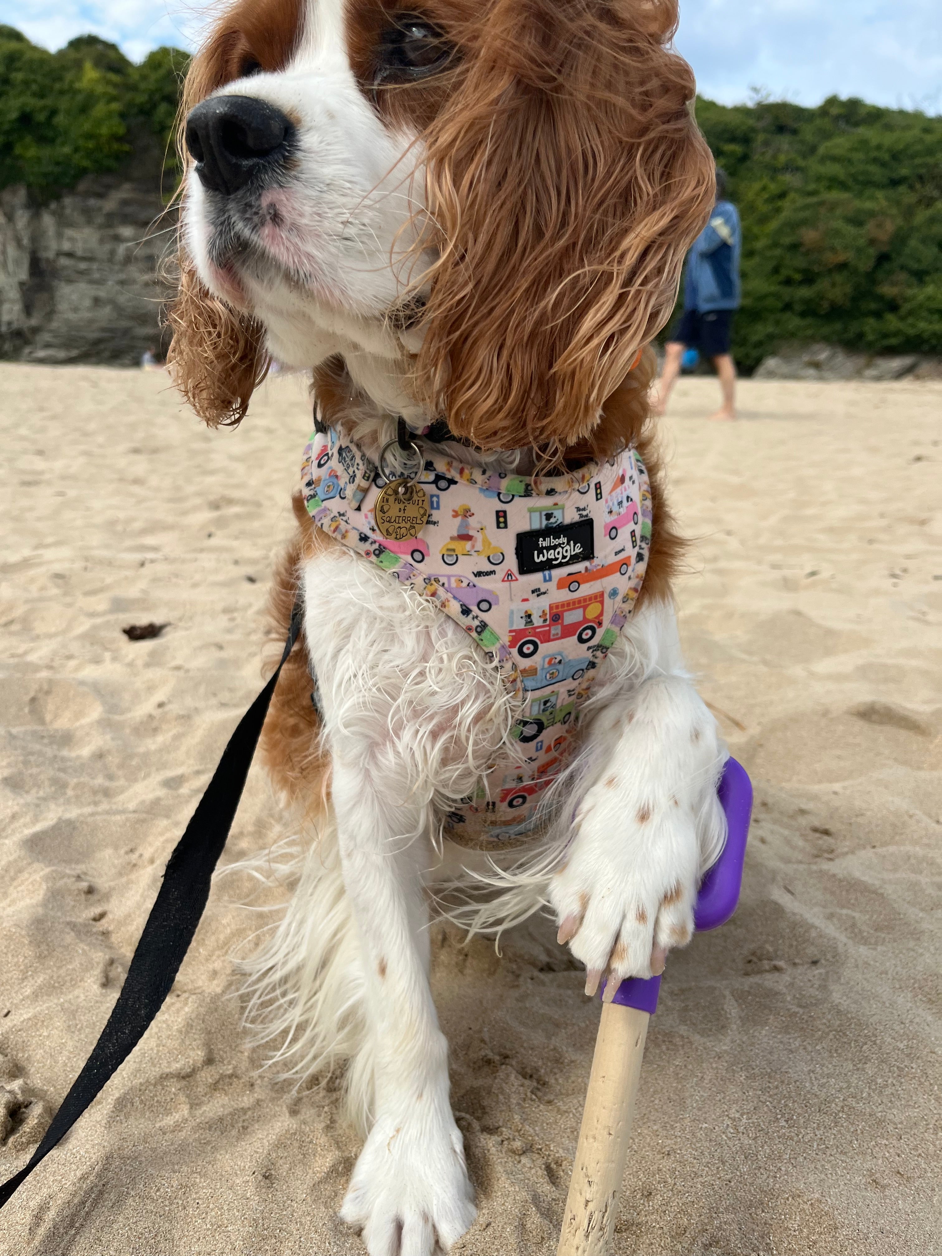 Dogs on the Road - Adjustable harness and lead