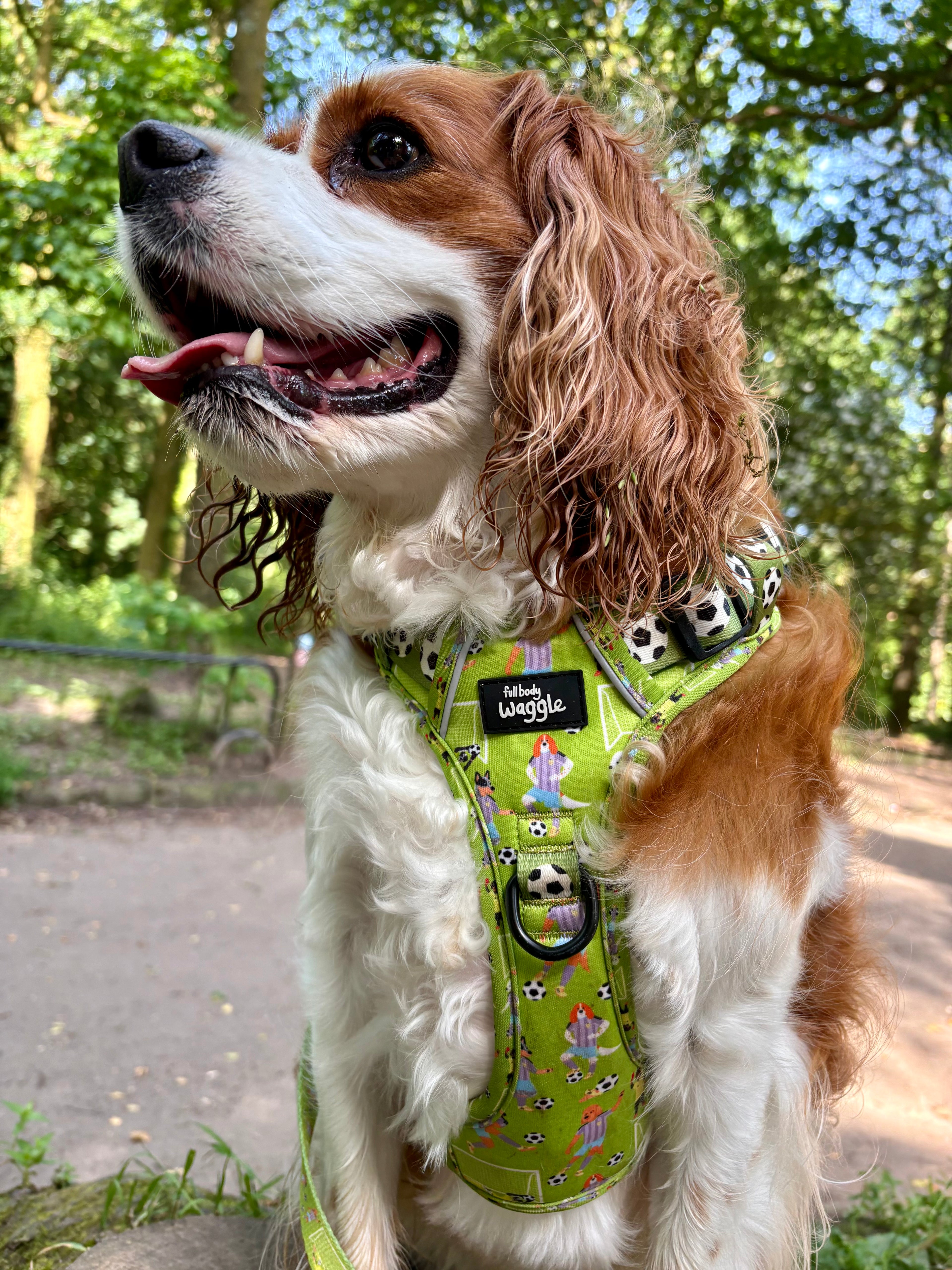 Football Pups - Adjustable Tough-Style Harness