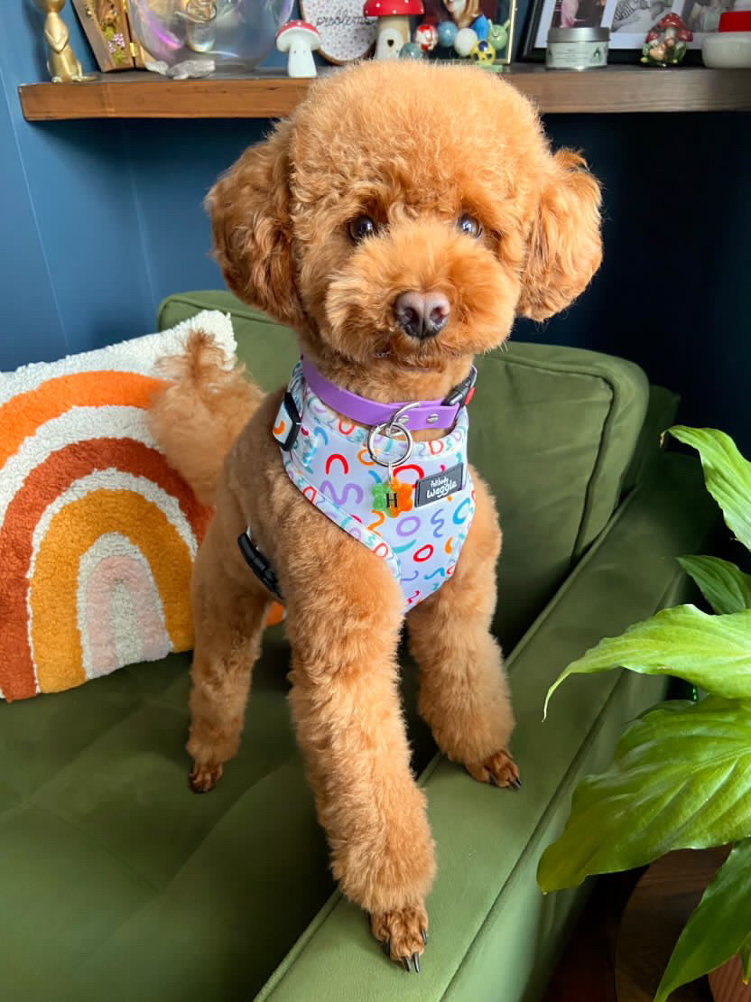 Wags and Wiggles  - Adjustable Harness
