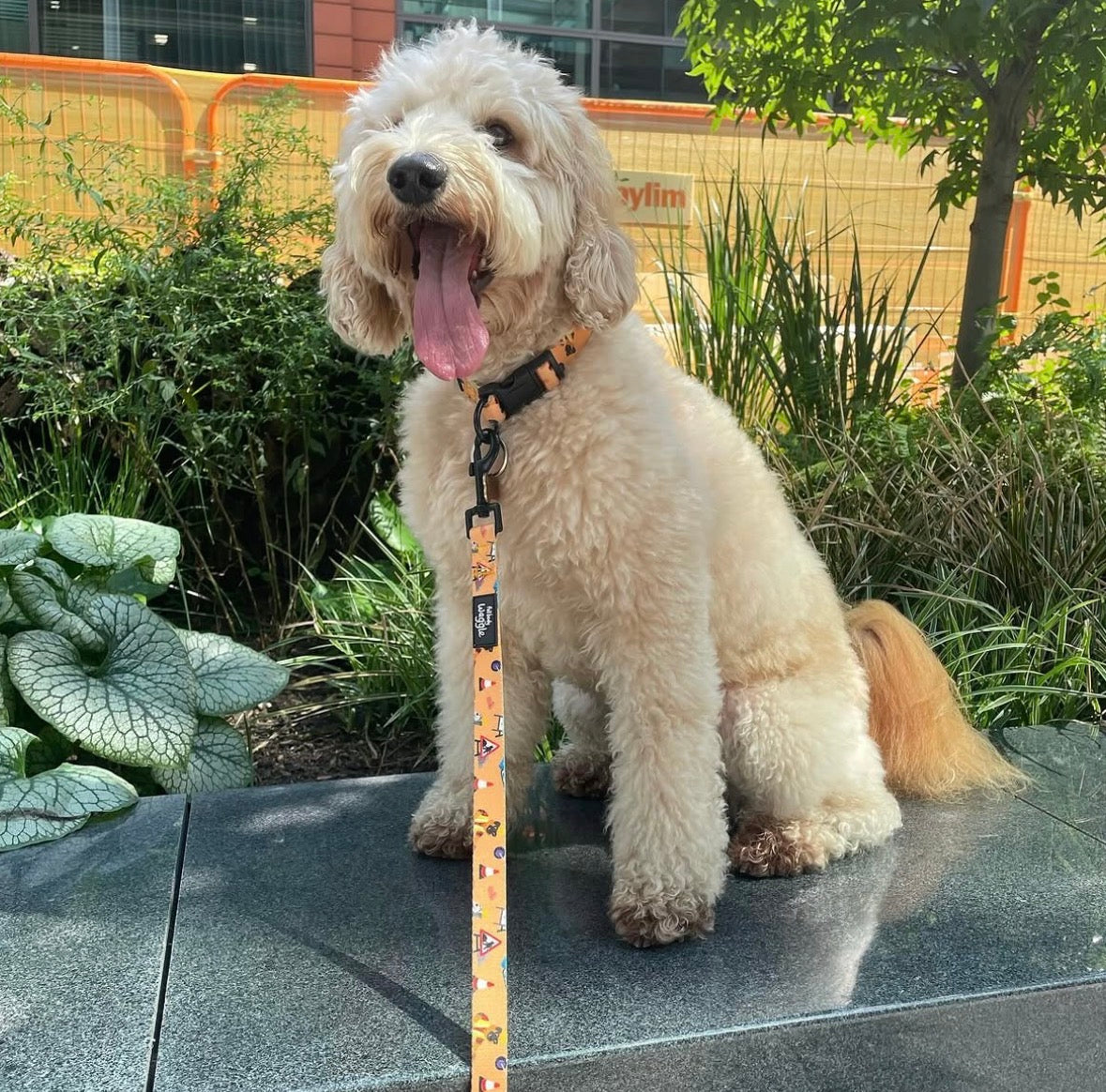 Dogs at Work - collar