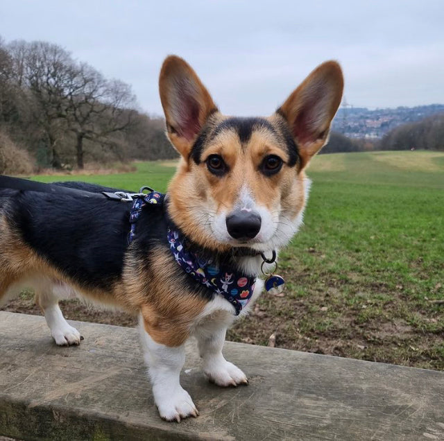 Space Pups - Adjustable Harness