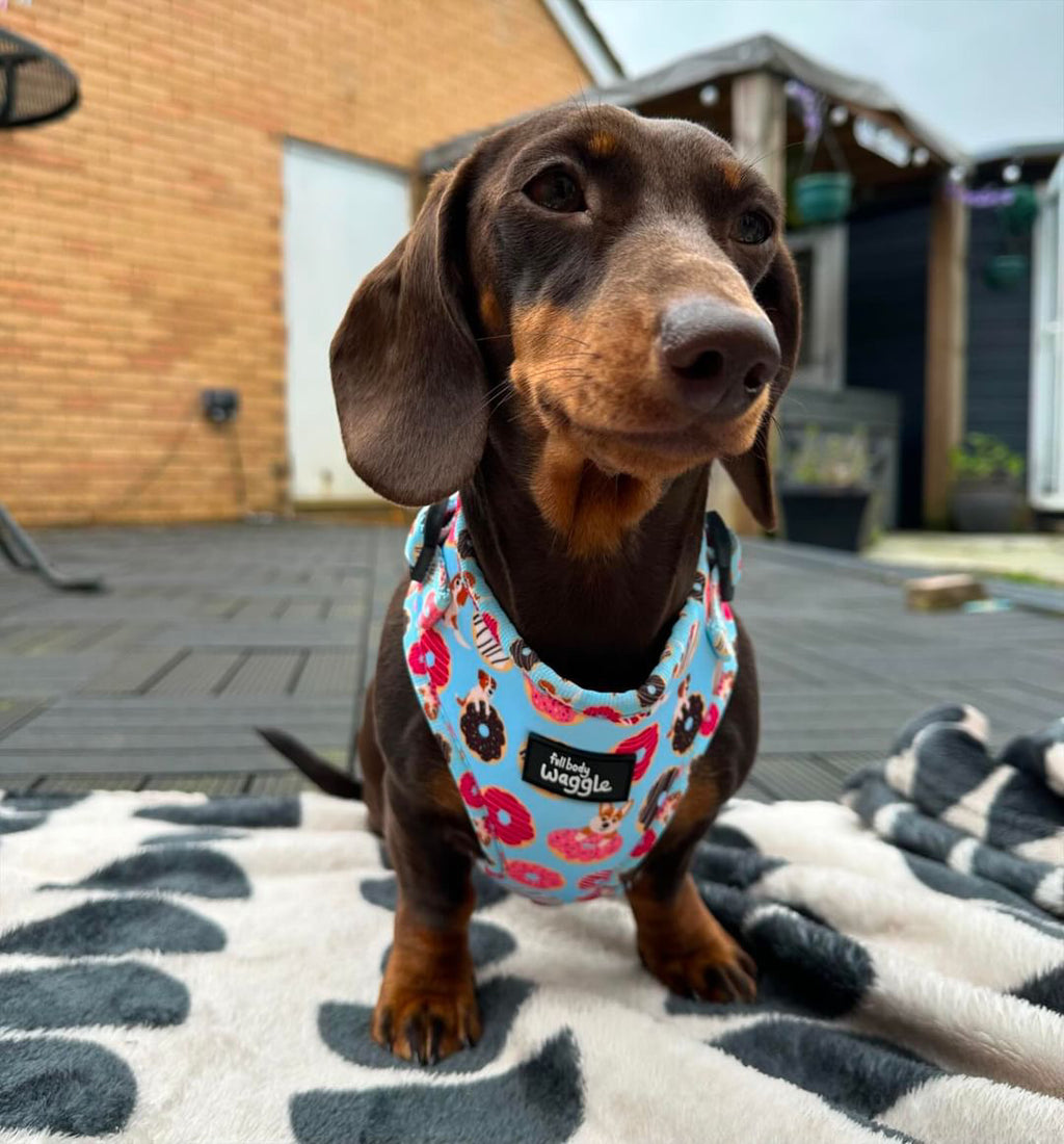 Doughnut Pups - adjustable harness