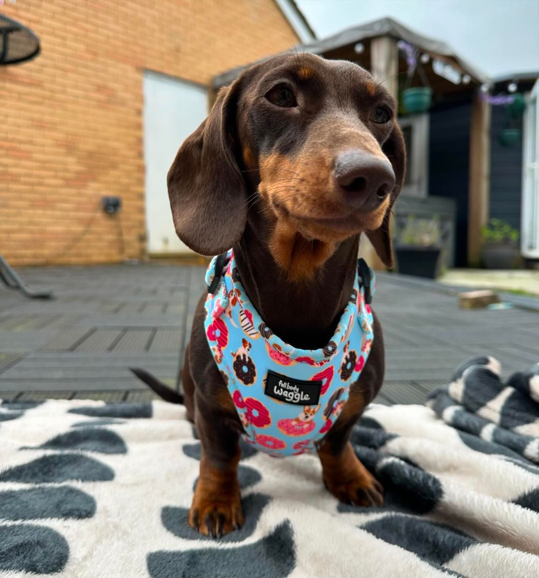 Doughnut Pups - adjustable harness