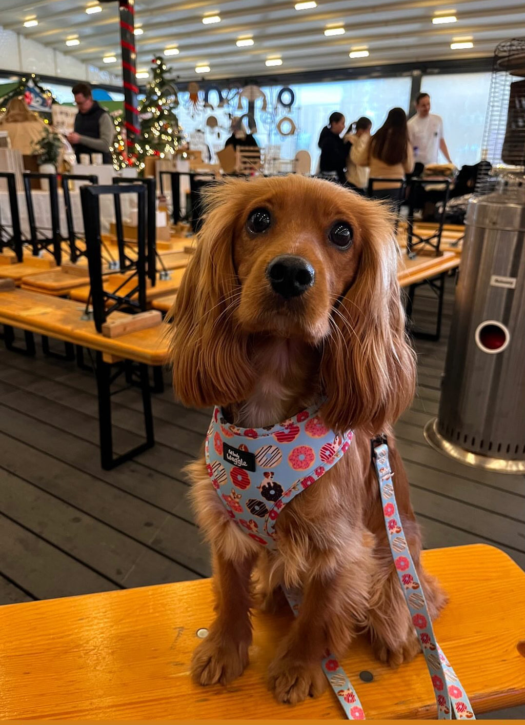 Doughnut Pups - adjustable harness