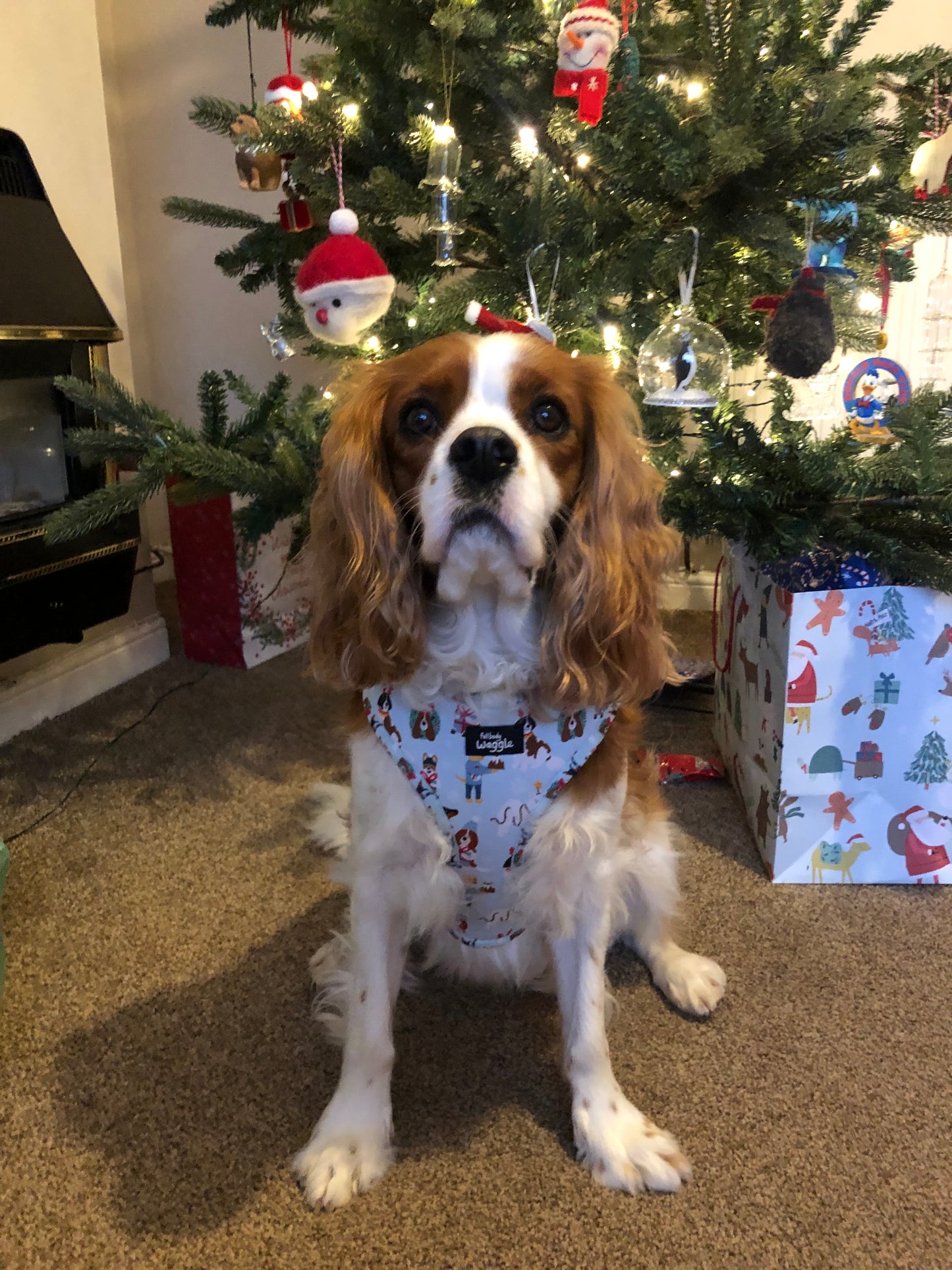 Christmas Pups - adjustable harness