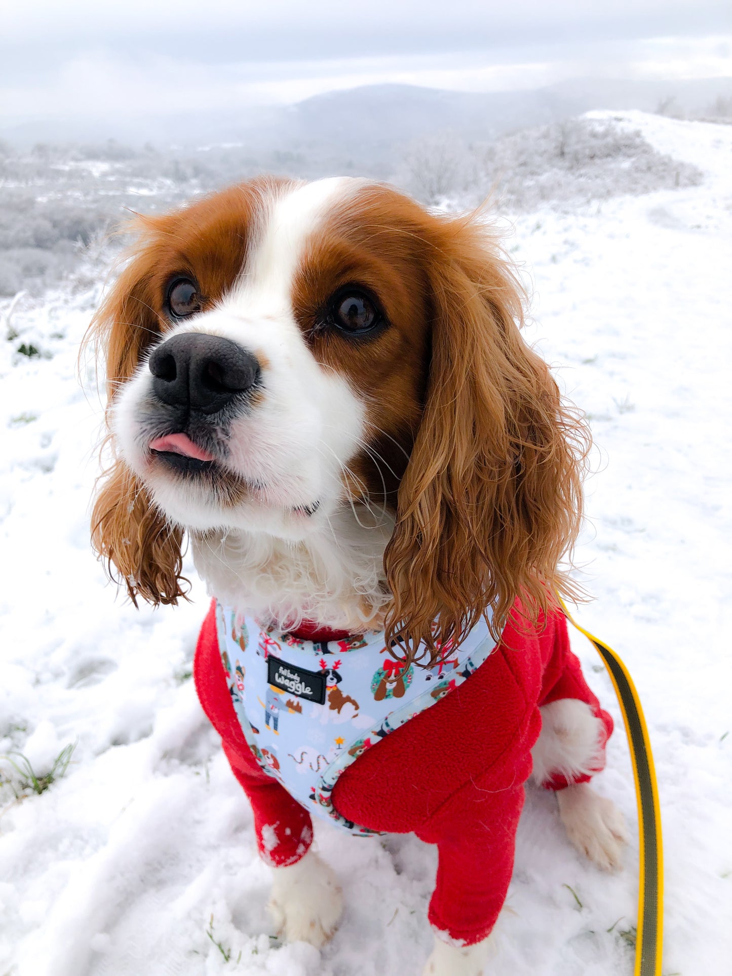 Christmas Pups - adjustable harness